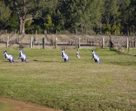 Wollombi Wines - Accommodation Broome 5