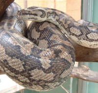 Armadale Reptile Centre - Accommodation Broome