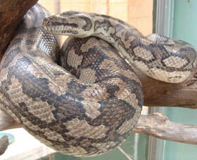 Armadale Reptile Centre - Accommodation Broome 0