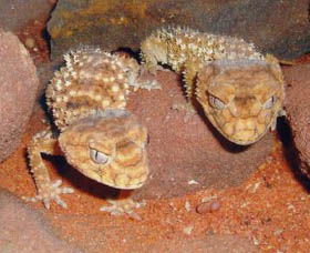 Armadale Reptile Centre - Accommodation Broome 1
