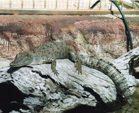 Armadale Reptile Centre - Accommodation Broome 2