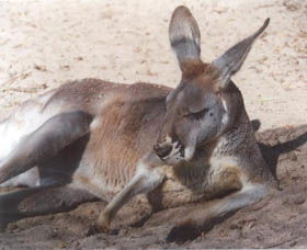 Armadale Reptile Centre - Accommodation Broome 3