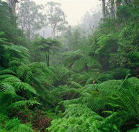 Tarra Bulga National Park - Accommodation Broome