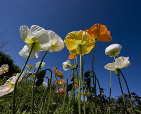 Hunter Valley Gardens - Accommodation Broome 3