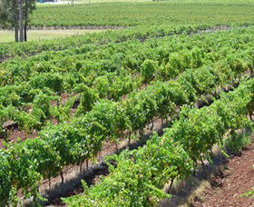 Pokolbin Brothers Wines Hunter Valley - Accommodation Broome 0