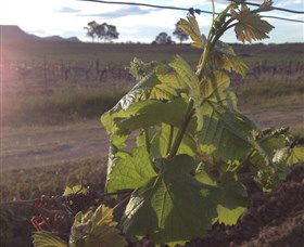 Drayton's Family Wines - Accommodation Broome 1