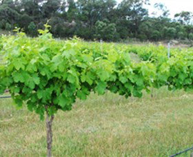 Tamburlaine Organic Wines - Accommodation Broome 1