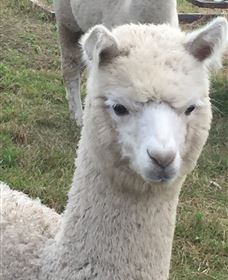 Storybook Alpacas - Accommodation Broome 0