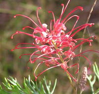Wirrimbirra Sanctuary - Accommodation Broome