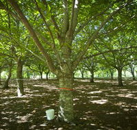 Sassafras Nuts - Accommodation Broome
