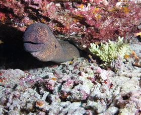 Anchor Bommie Dive Site - Accommodation Broome 1