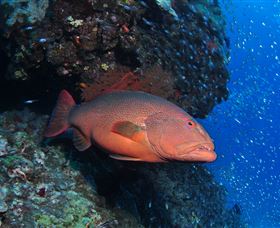 Anchor Bommie Dive Site - Accommodation Broome 0