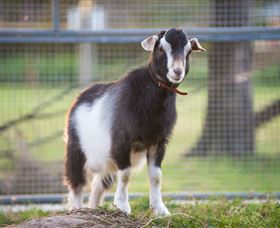 Amazement Farm And Fun Park / Cafe And Farmstay Accommodation - Accommodation Broome 3