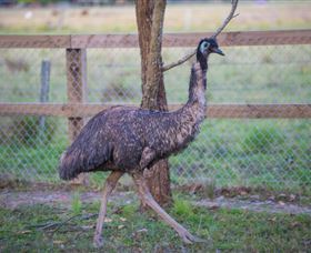 Amazement Farm And Fun Park / Cafe And Farmstay Accommodation - Accommodation Broome 6