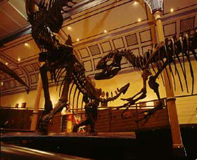 Australian Museum - Accommodation Broome 1