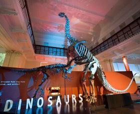 Australian Museum - Accommodation Broome 0
