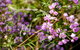 Barren Grounds Nature Reserve - thumb 2