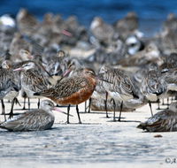 Cooloola Nature - Accommodation Broome