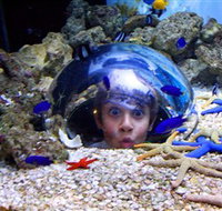 Sea Life Sunshine Coast - Accommodation Broome