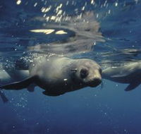 Wilsons Promontory Marine National Park - Accommodation Broome