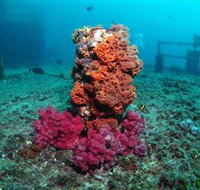 HMAS Brisbane Dive Site - Accommodation Broome