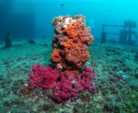 HMAS Brisbane Dive Site - Accommodation Broome 0