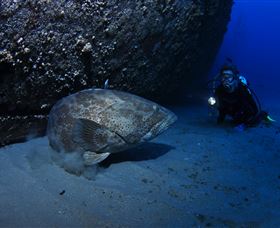 HMAS Brisbane Dive Site - Accommodation Broome 3