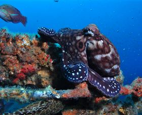 HMAS Brisbane Dive Site - Accommodation Broome 2