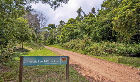 Antarctic Beech Picnic Area - Accommodation Broome 0