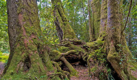 Antarctic Beech Picnic Area - Accommodation Broome 3
