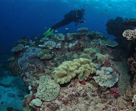 Flinders Reef Dive Site - Accommodation Broome 2