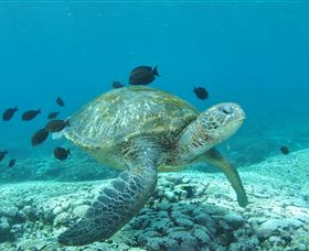 Flinders Reef Dive Site - Accommodation Broome 0