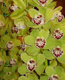 Tinonee Orchid Nursery - Accommodation Broome 1