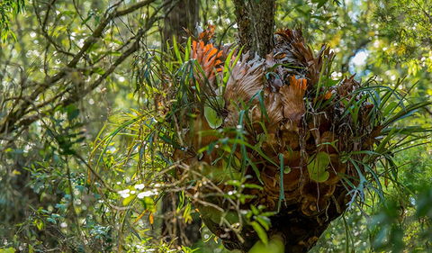 Brimbin Picnic Area - Accommodation Broome 3
