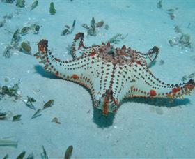 The Pines Dive Site - Accommodation Broome 0