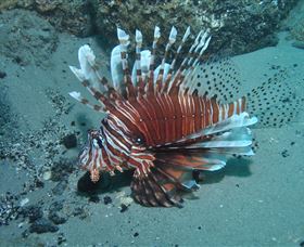 The Pines Dive Site - Accommodation Broome 1