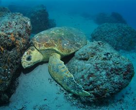 The Pines Dive Site - Accommodation Broome 3
