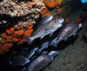 Gotham City Dive Site - Accommodation Broome 3