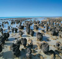 Hamelin Pool Stromatolites - Accommodation Broome
