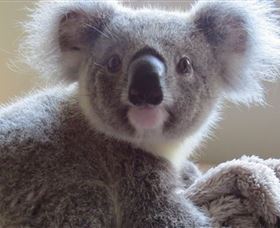 Koala Care Centre In Lismore - Accommodation Broome 0