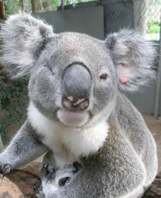 Koala Care Centre In Lismore - Accommodation Broome 1