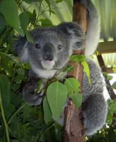 Koala Care Centre In Lismore - Accommodation Broome 2