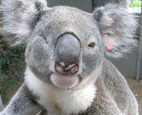 Koala Care Centre In Lismore - Accommodation Broome 3