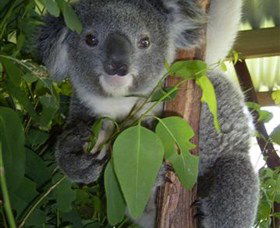 Koala Care Centre In Lismore - Accommodation Broome 4