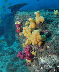 Shag Rock Dive Site - Accommodation Broome 0