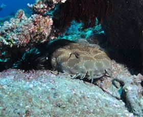 Shag Rock Dive Site - Accommodation Broome 3