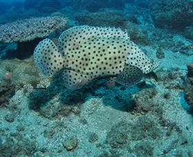 Shag Rock Dive Site - Accommodation Broome 2
