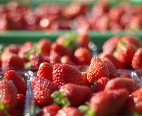 Turners Beach Berry Patch - Accommodation Broome 0