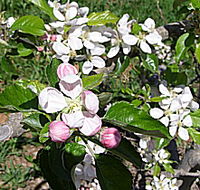 Avro Park Orchards - Accommodation Broome
