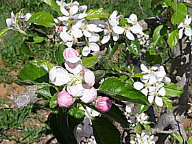 Avro Park Orchards - Accommodation Broome 0